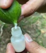 incir sütü