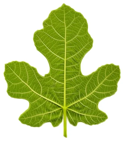 incir yaprağı