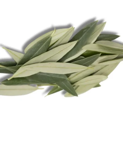 zeytin yaprağı
