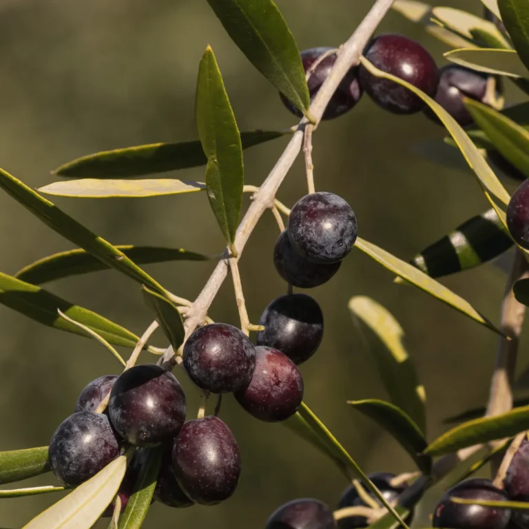 Ham siyah zeytin