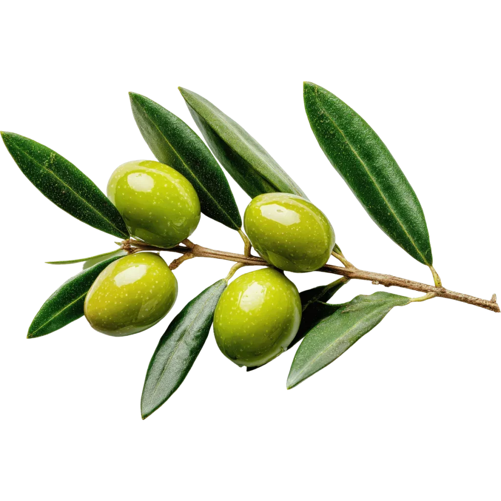 Kurmalık Ham Yeşil Zeytin