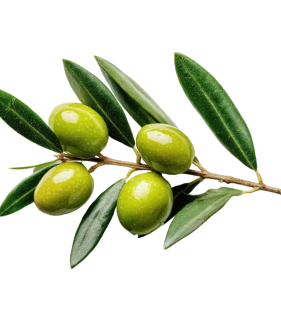 Kurmalık Ham Yeşil Zeytin