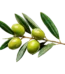 Kurmalık ham yeşil zeytin
