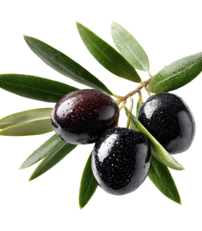 kurmalık ham siyah zeytin