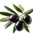 Kurmalık ham siyah zeytin