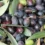 ham tatlandırılmamış siyah zeytin
