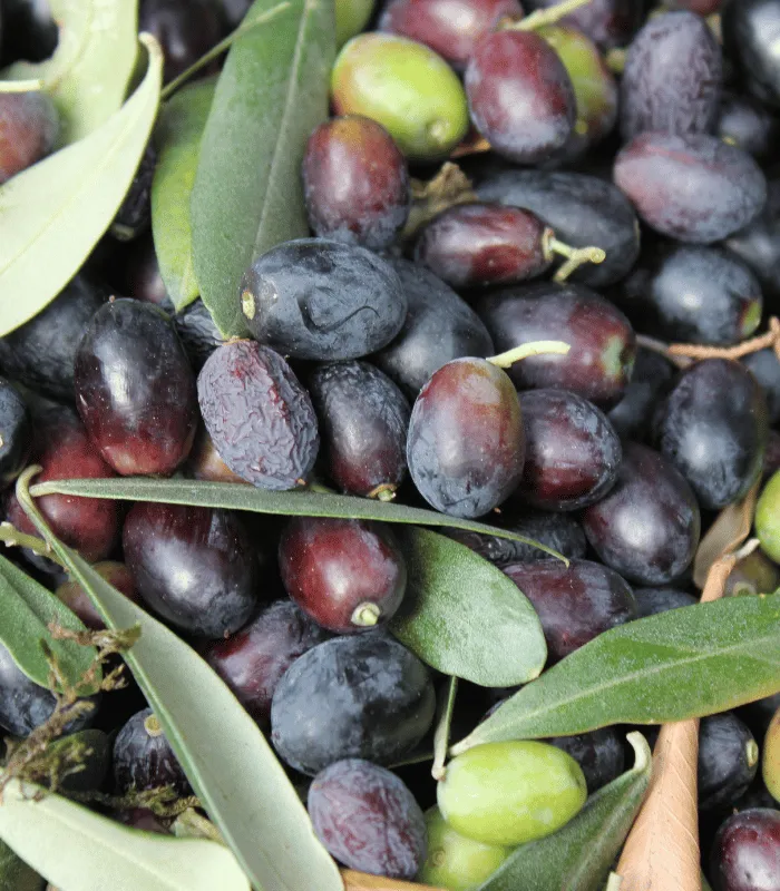 ham tatlandırılmamış siyah zeytin