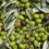ham tatlandırılmamış yeşil zeytin