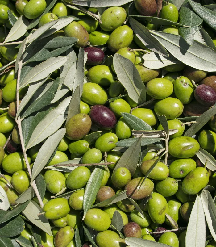 ham tatlandırılmamış yeşil zeytin