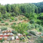 Yayla arazi