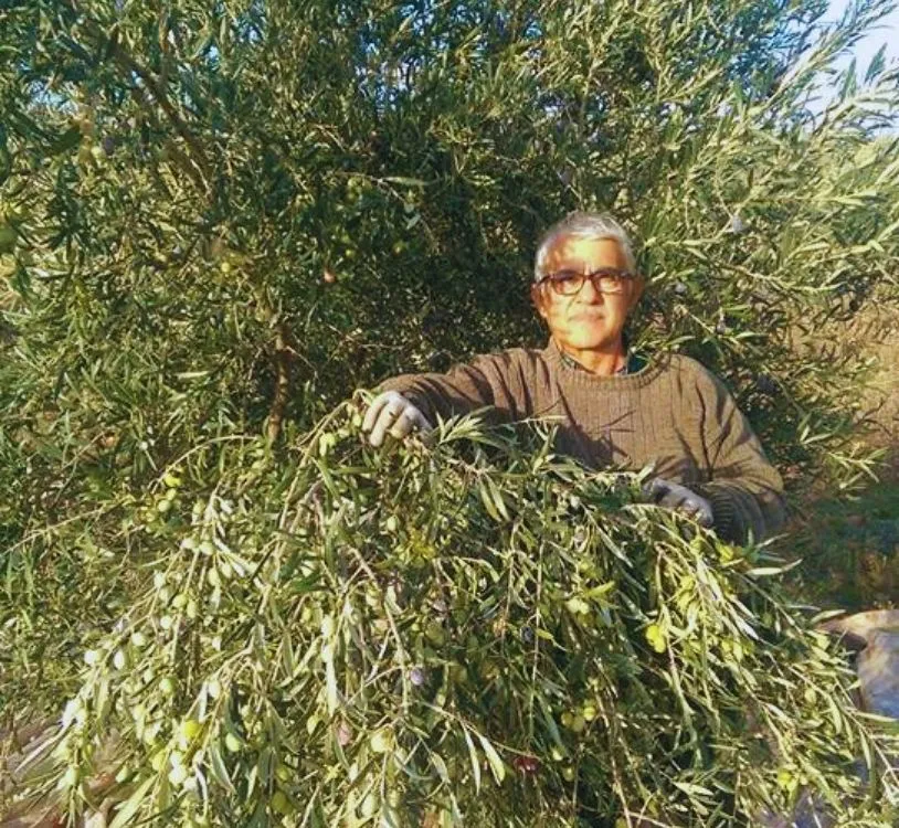 Zeytin agaclarımız