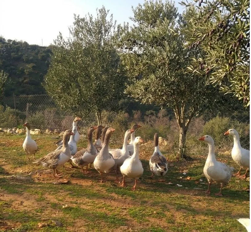Otla mücadele doğal yöntem