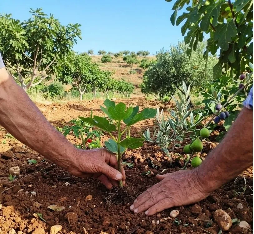 İncir fidanıilaçsız dikim